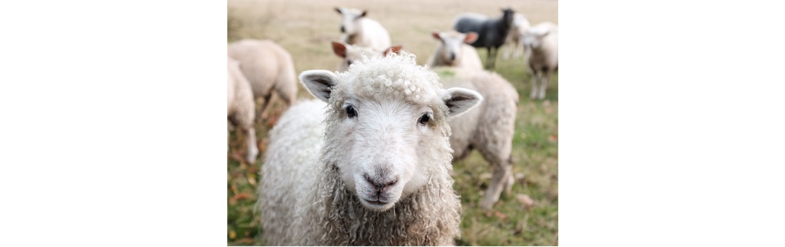 Reasons to Love Wool | 12 Amazing Qualities!